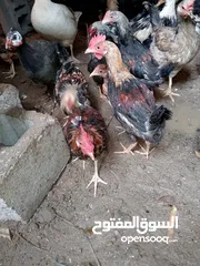  3 دجاج عربي الوحدة ب10الاف