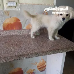  3 لولو فوكس انثى عمرها 6 اشهر