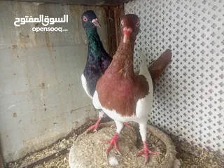  2 بسعر الحرق يهوديات + زواجل