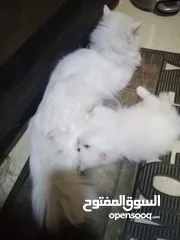  5 قطط للتبني ام وابنها بحاله ممتازه