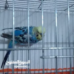  18 التواصل عبر واتس اب ببغاء كوكتيل  حجم كبير وعصافير حب مفتل و البينو وعادي عادي احجام كبيره