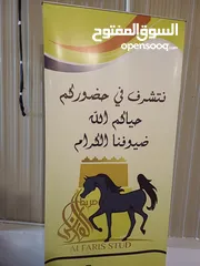  1 مربط خيل كبد