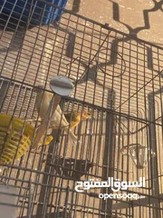  2 جوز كنار اهالي فراخ اقراء الوصف