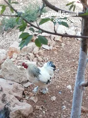  2 ديكين براهمي