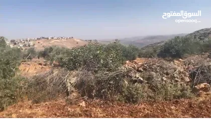  3 أرض للبيع جميلة ومليئة بأشجار الزيتون