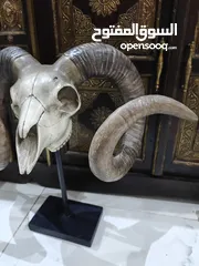  3 56cm x 43cm Polystone Sheep Skull Taxidermy With Stand