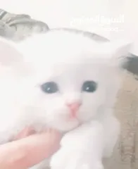  9 قطه وولادها 3 ابيض 1 اسود ذكور عمر 2 اسبوع
