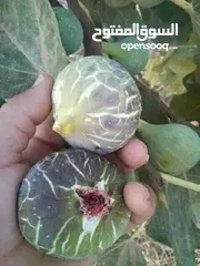  26 مشاتل السهل الاخضر الزراعيه تنسيق حدائق ومزارع