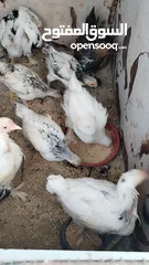  2 دجاج براهمى بزره بلديه للبيع