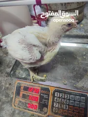  1 دجاج لااحم
