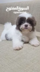  1 Puppy Havanese