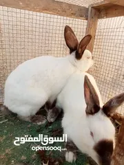  2 جوز ارانب كلفورني شغالات