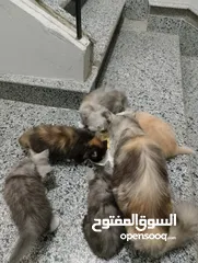 6 قطط بيت شيراز
