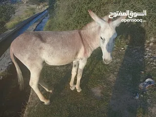  1 حمير لبيع.