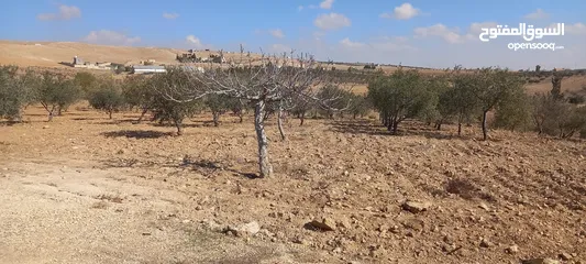  16 مزرعة زيتون للبيع
