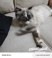  2 قطة هملايا راقية تنتظر بيتها الجديد  تبنّى قطة هملايا بسعر رمزي!