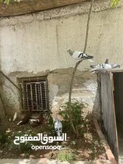  5 جوزين نوريات زرق مريوش فراخ