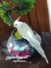  13 زوج كوكتيل وايت فيس