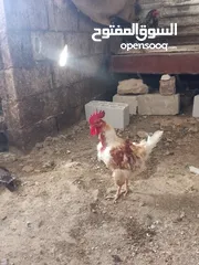  6 ثلاث ديوك بلدي