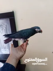  1 ببغاء تيمنا