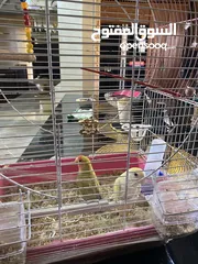  1 ببغاء روز ذكر وأنثى جاهز للتزاوج