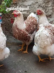  21 بيض سلالات دجاج نادره مستورده