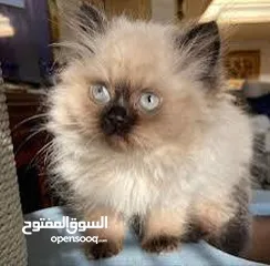  1 كتن كتنز بيبي  قطه شيرازي و قط شنشيلا ابيض ناصع و عيون زرق و قط و قطه يا   شبه تبني للتبني بسعر رمزي