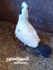  2 جوز حمام اللببع