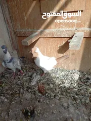  4 طيور حمام للبيع