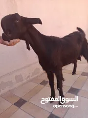  2 بسم الله ماشاء الله ثلاث عنزات شاميات