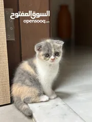  17 Scottish Fold kittens