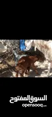  1 عنزين حليب نخب معهن 4