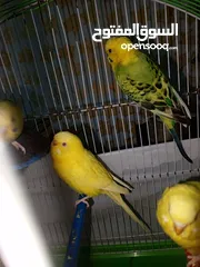  3 طيور حب للبيع عائله كامله