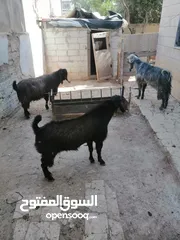  2 ثلاث تيوس البيع