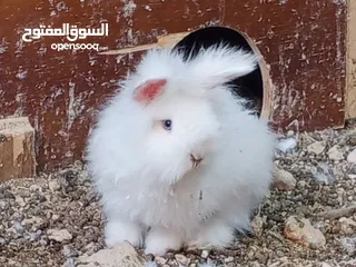 1 أرانب أنجورا دم صافي اعمار مختلفه