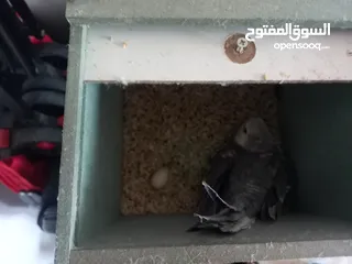  3 فحل كوكتيل وايت فيس ابو فراخ