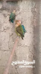  11 ثلث جواز شغالات الوان حلوه جوزين روز أخضر وزيتي تركواز وجوز فشر ازرق راس اسود وجوز للبيع او البدل