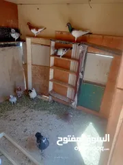  1 حمام للبيع