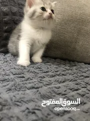  11 Cute small kitten from British Scottish mother and Persian father  قطط صغيرة جدا كبوت للعيد