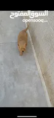  11 puppy Golden Retriever جرو جولدن رتريفر