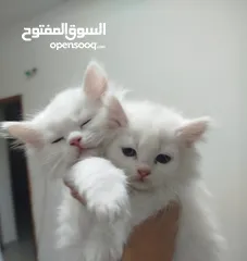 2 5 قطط للبيع موجودين في عناتا ضوحي القدس
