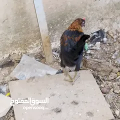  8 ديك براهما و بلدي