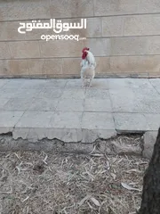  5 ديوك انجليزي عدد 2 للبيع
