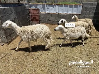  1 جعد للبيع  هجين يوجد فيديوا فالخاص