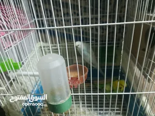  6 جواز طيور حب كلو شغال