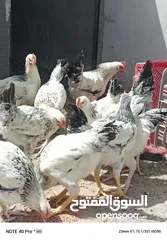  8 فرخات نخب سايكس عمر خمس اشهر ونصف ودجاج احمر سلالة محترمة  بياض بغزارة