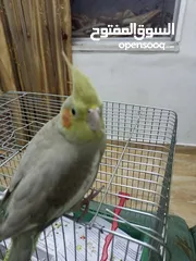  6 عصفور كوكتيل عمره من 3-5 اشهر مو مبين ذكر ولا انثى