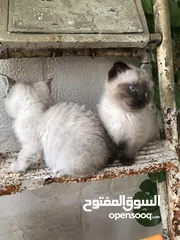  7 قطط سكوش فولد