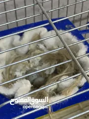  18 جوز كنار للبيع