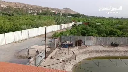  19 مزرعه مثمره للبيع